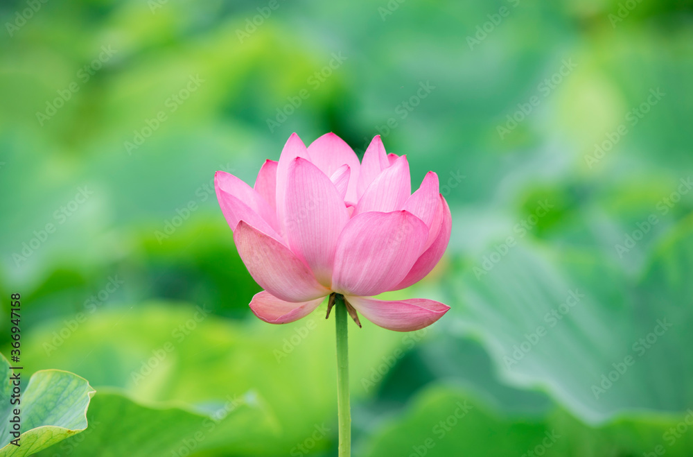 Lotus  pink flower   center of a flower