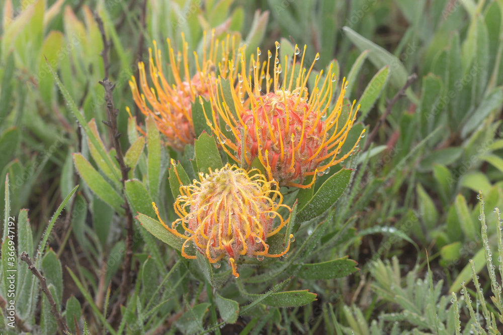 Leucospermum gerrardii in Hhohho Province of Eswatini, Southern Africa Leucospermum gerrardii in Hhohho Province of Eswatini, Southern Africa