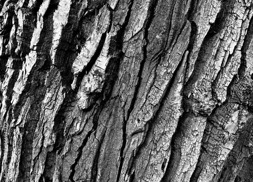 Obraz premium The forest. Artistic look in black and white.