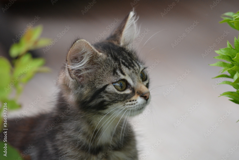 Fototapeta premium chaton