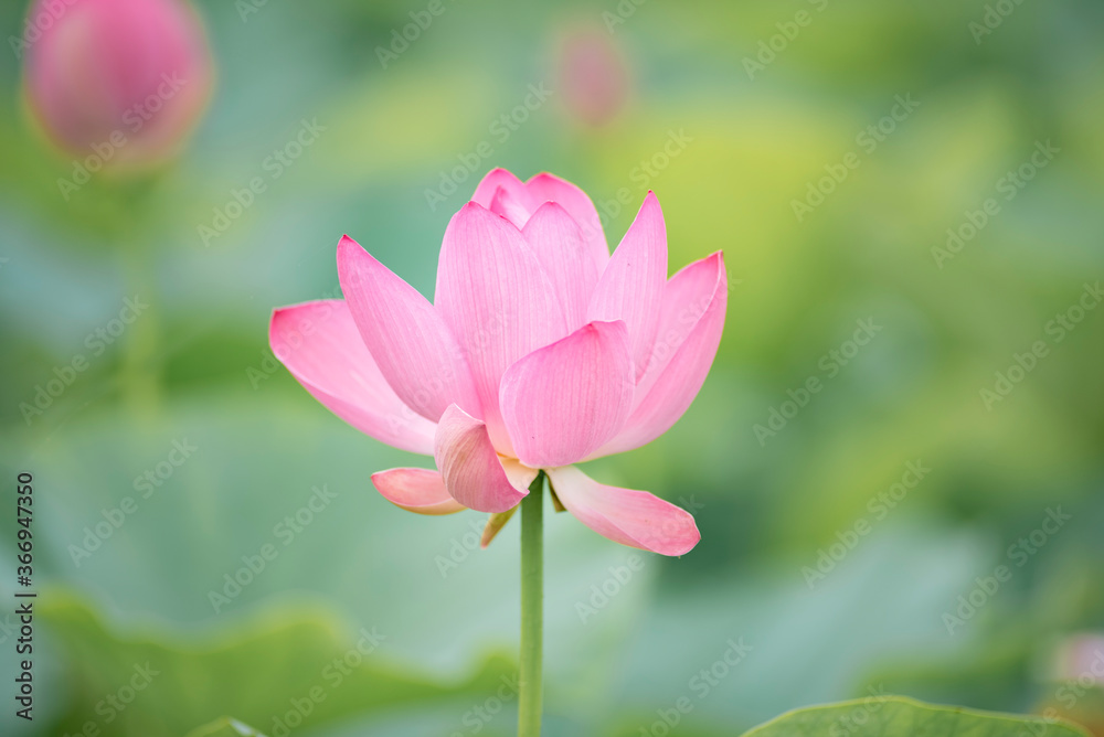 Lotus pink flower center of a flower Lotus pink flower center of a flower