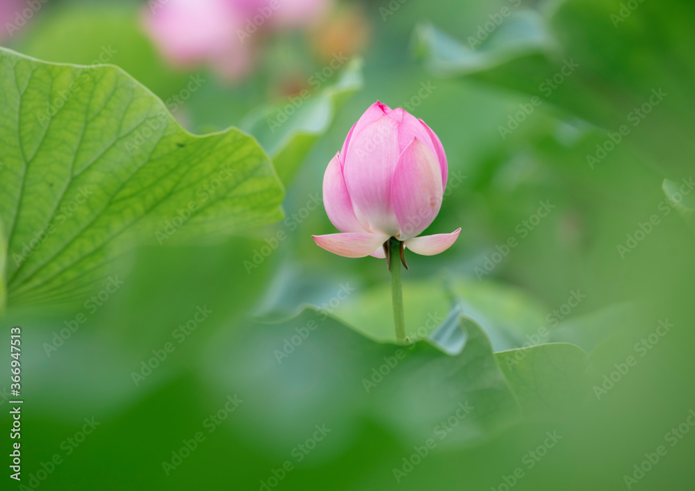 Lotus  pink flower   center of a flower