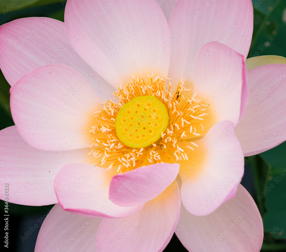 Lotus  pink flower   center of a flower