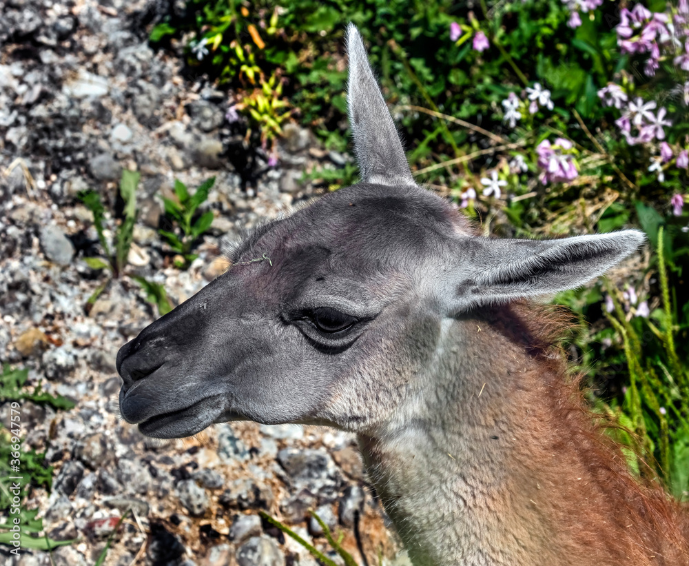 Guanaco on the lawn in its enclosure. Latin name - Lama guanicoe