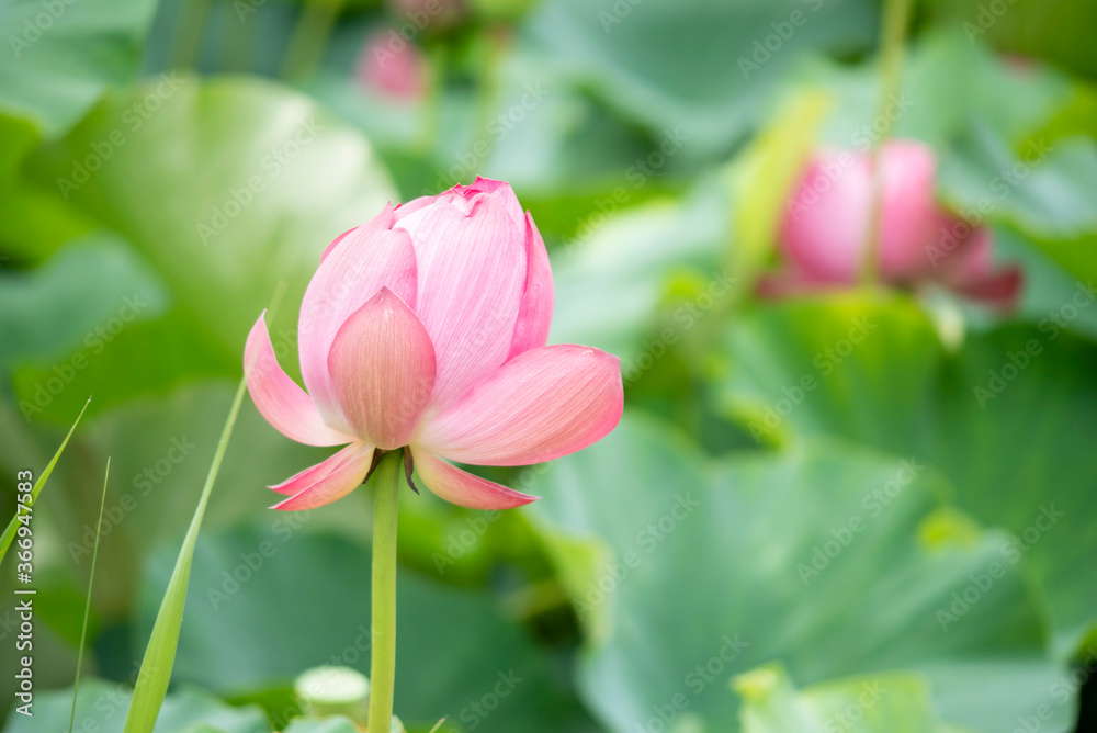 Lotus  pink flower   center of a flower