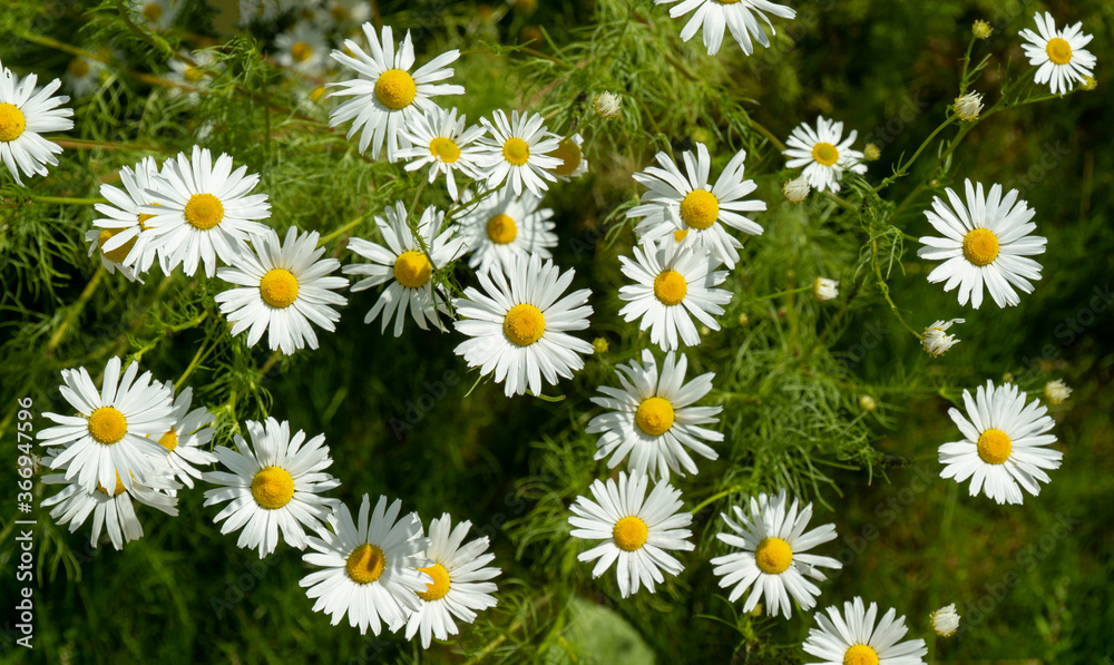 Matricaria recutita is a plant widely used for medicinal and cosmetic purposes Matricaria recutita is a plant widely used for medicinal and cosmetic purposes