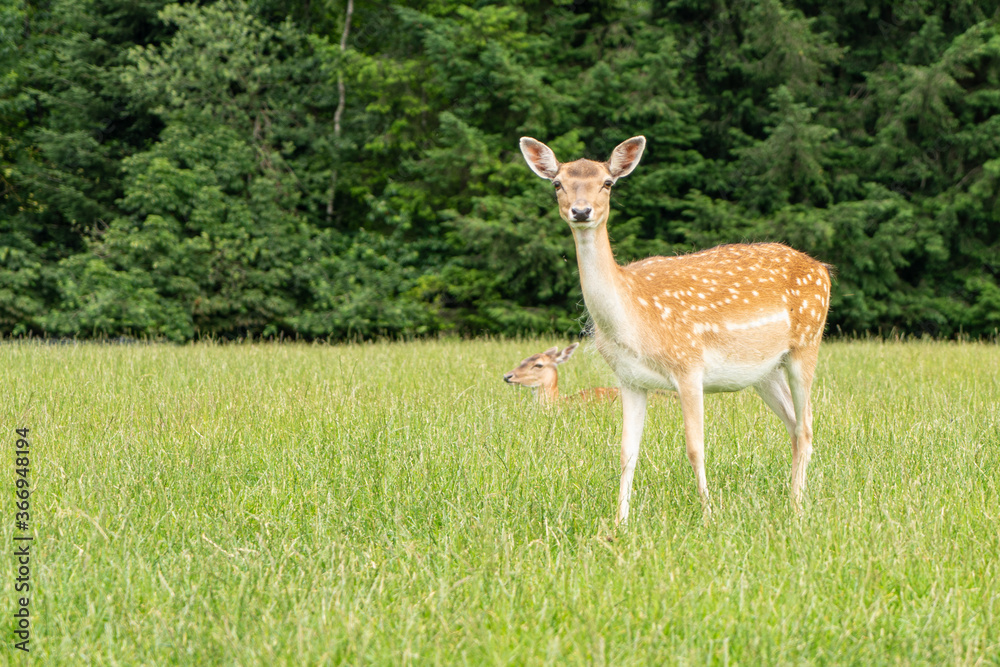 Damwild im Sommerfell