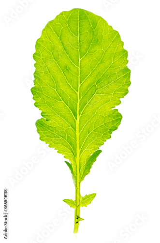 Green leaf from a plant is isolated on a white