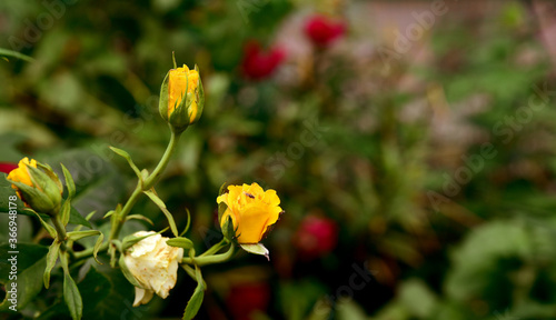 macro photo of flowers in the summer garden
