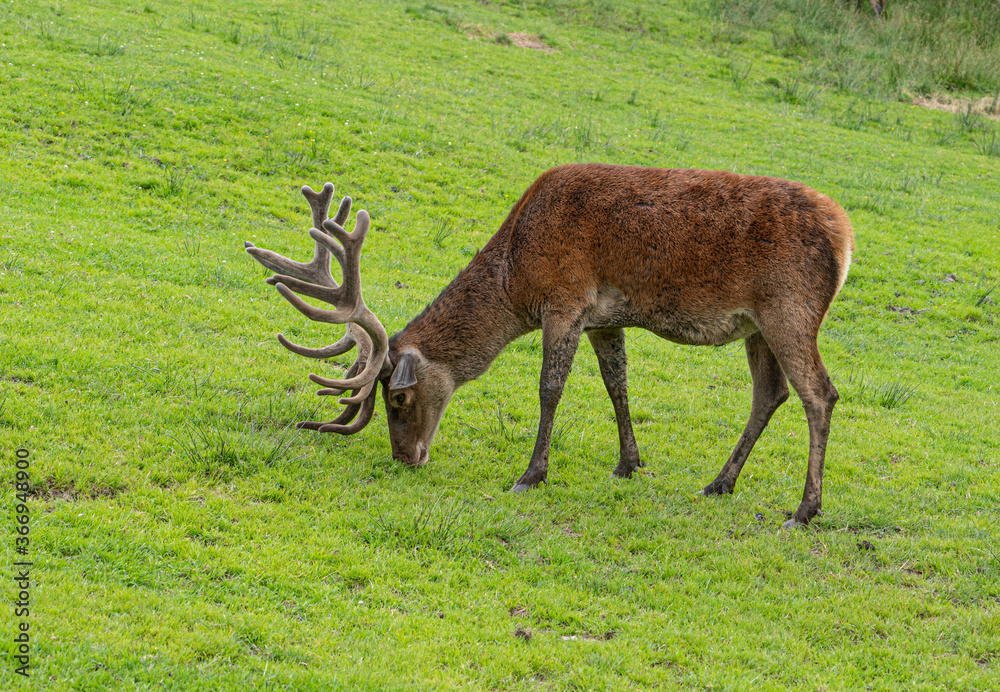 Naklejka premium Männlicher Rothirsch auf Waldwiese