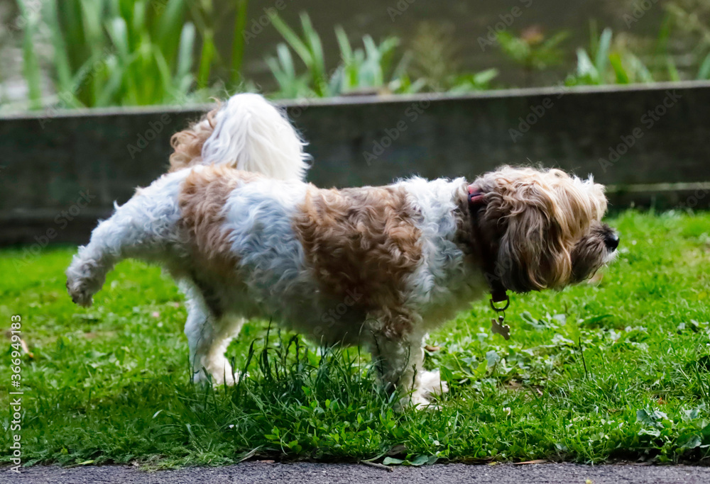 shia tau jack Russell cross with hind leg up shia tau jack Russell cross with hind leg up