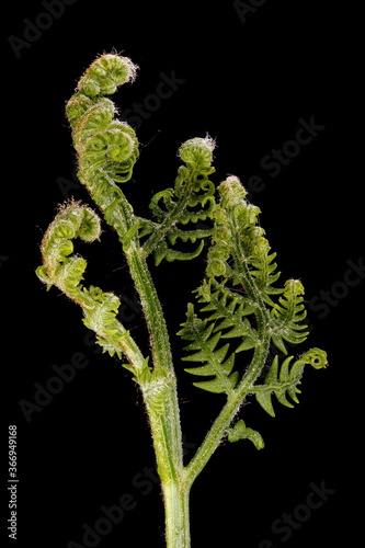 Bracken (Pteridium aquilinum). Young Frond Closeup