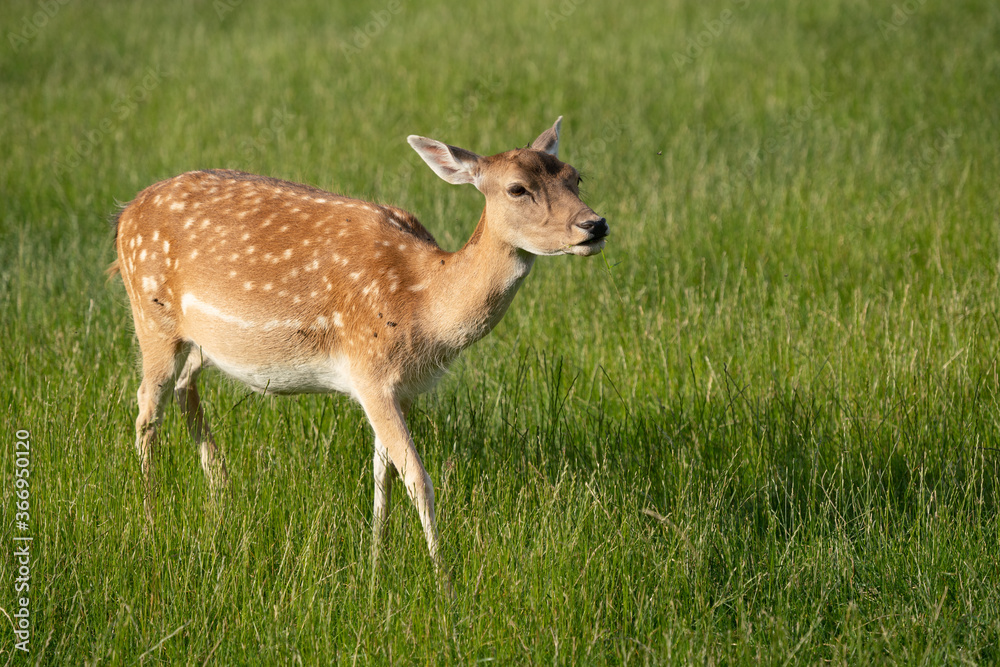 Weibliches Damwild im Sommerfell nimmt Witterung auf