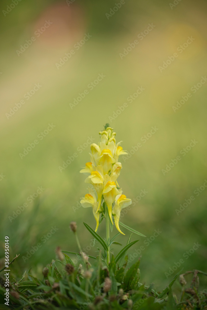 Obraz premium yellow toadflax, late summer along an Oxfordshire farm track