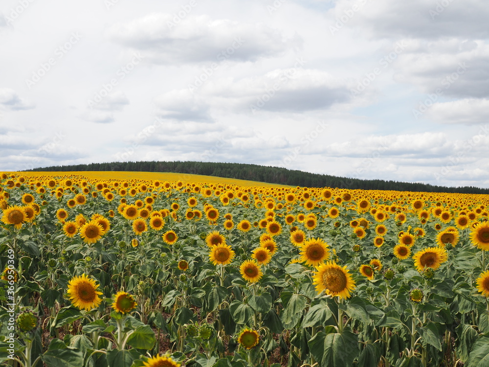 Obraz premium Sunflower field and cloudy sky in summer