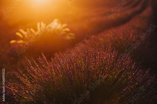 La lavande proven  ale au coucher de soleil