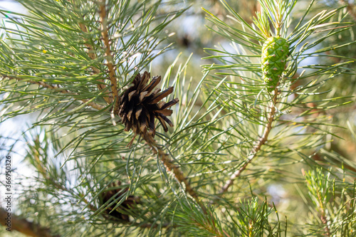 Close up of a pine cone on a coniferous tree.