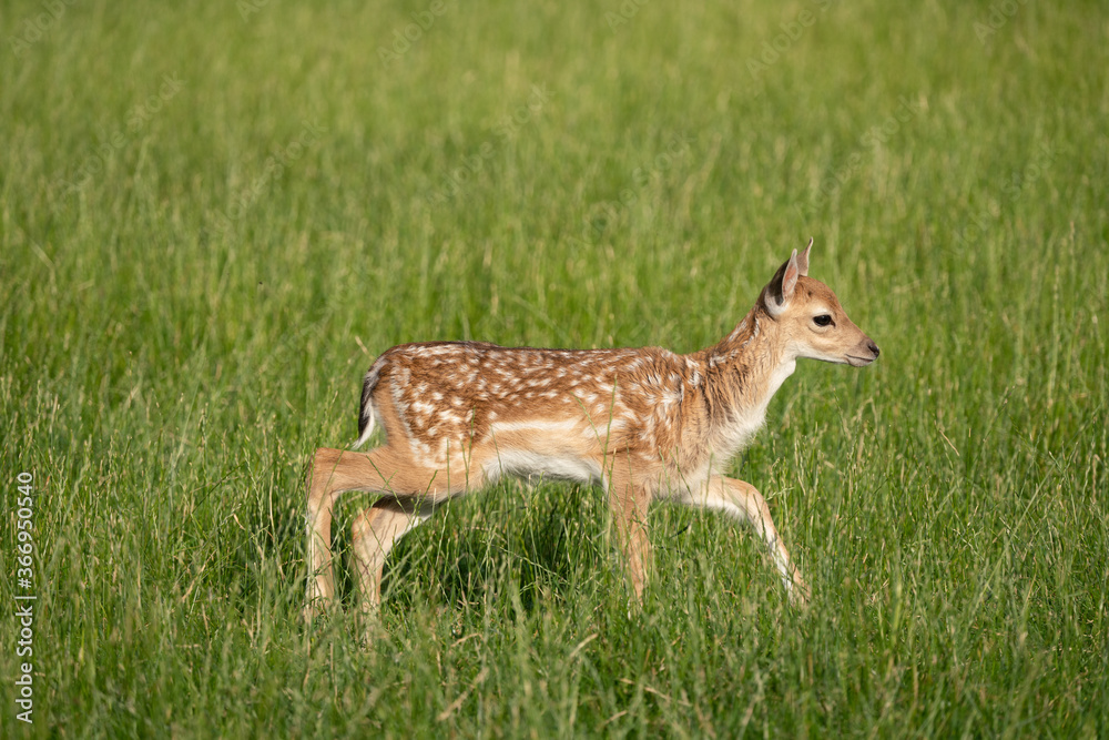 Damwild Kitz im Sommerfell auf grüner Wiese Damwild Kitz im Sommerfell auf grüner Wiese