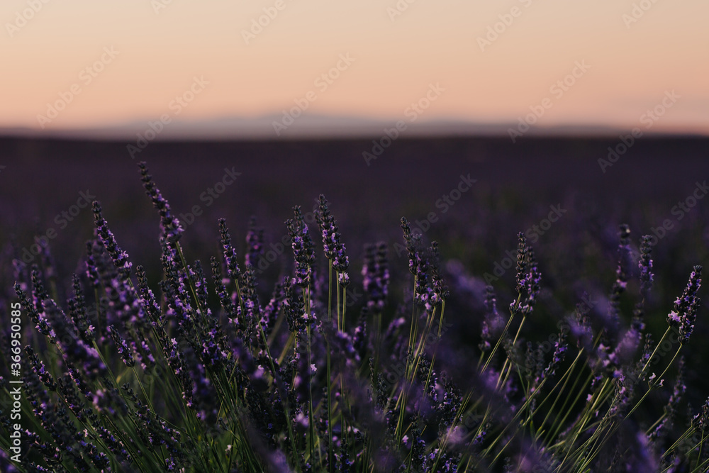 Naklejka premium Entre chien et loup dans les champs de lavande en Provence