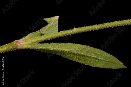 Nottingham Catchfly (Silene nutans). Stem and Leaves Closeup