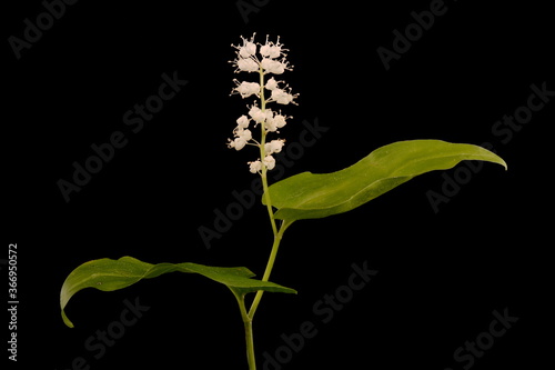 May Lily (Maianthemum bifolium). Habit