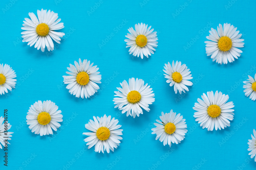 Chamomile daisy flowers on blue background. Summer background. Chamomile daisy flowers on blue background. Summer background.