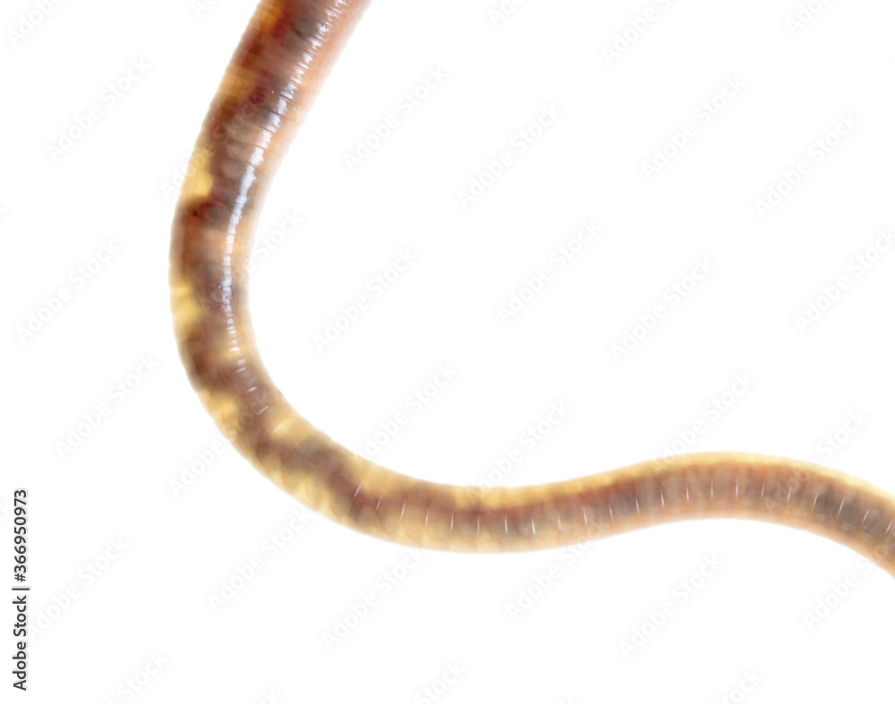 Earthworm isolated on a white background. Earthworm isolated on a white background.