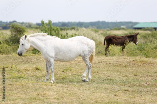 Noirmoutier island 