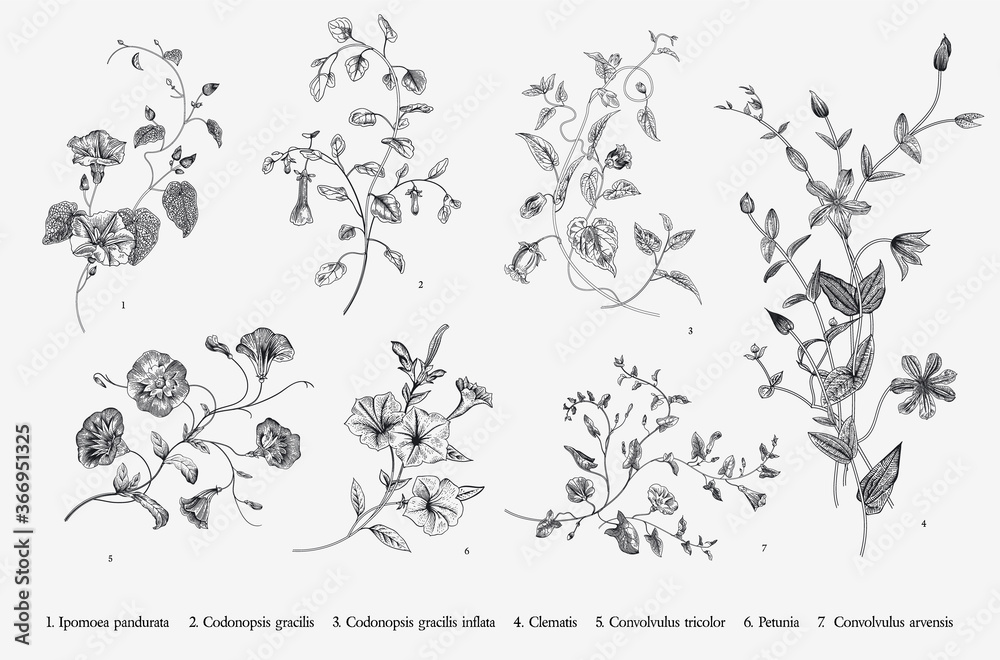 Vintage vector botanical illustration. Set. Climbing plants. Black and white