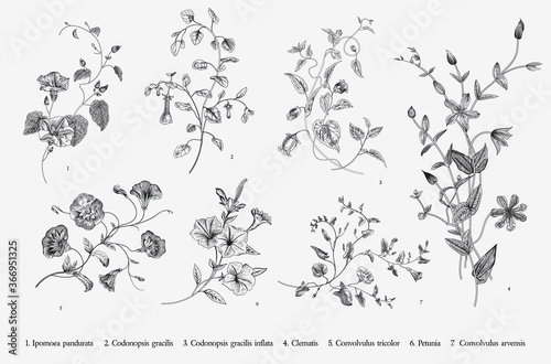 Vintage vector botanical illustration. Set. Climbing plants. Black and white photo
