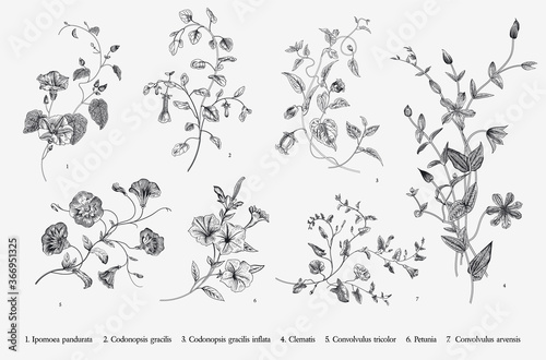 Vintage vector botanical illustration. Set. Climbing plants. Black and white