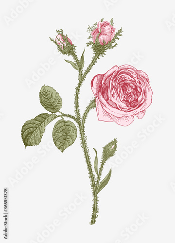 Vintage vector botanical illustration. Moss Province Rose.