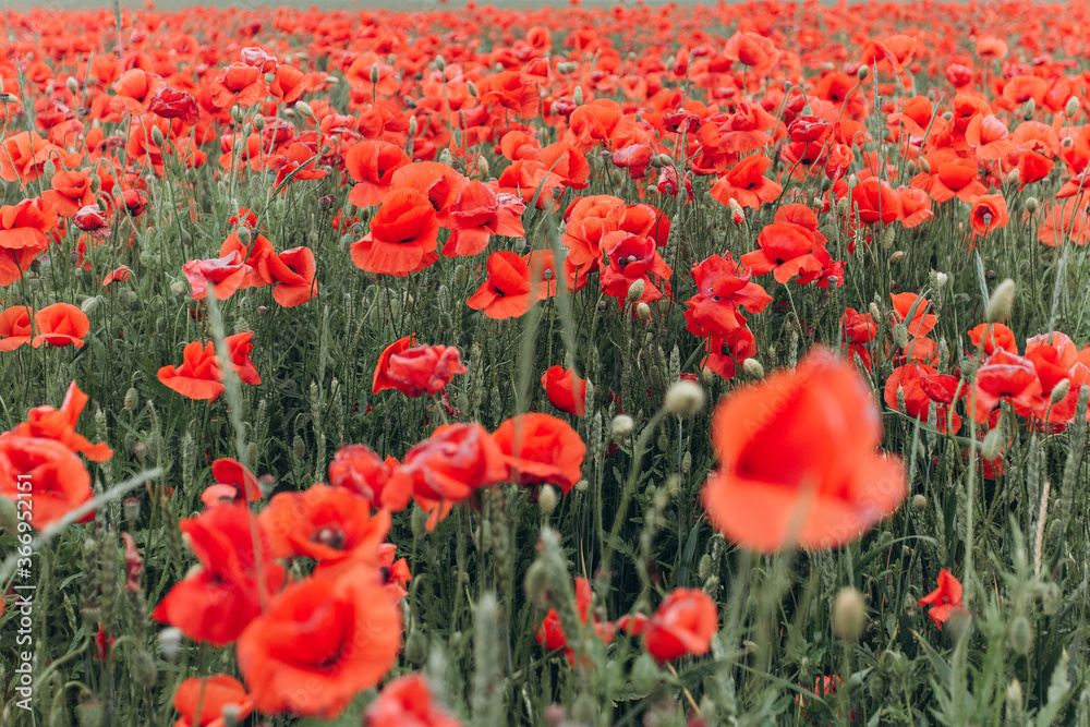 Naklejka premium Red poppy field in blossom in summer