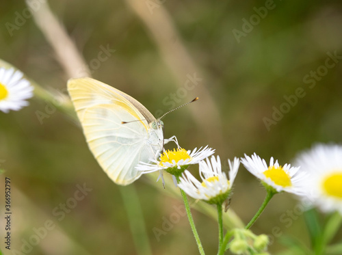 Butterfly　insect　macro   © ISAMU