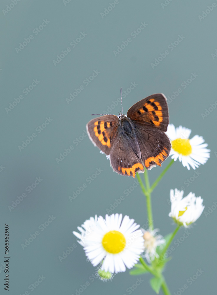 Obraz premium Butterfly insect macro