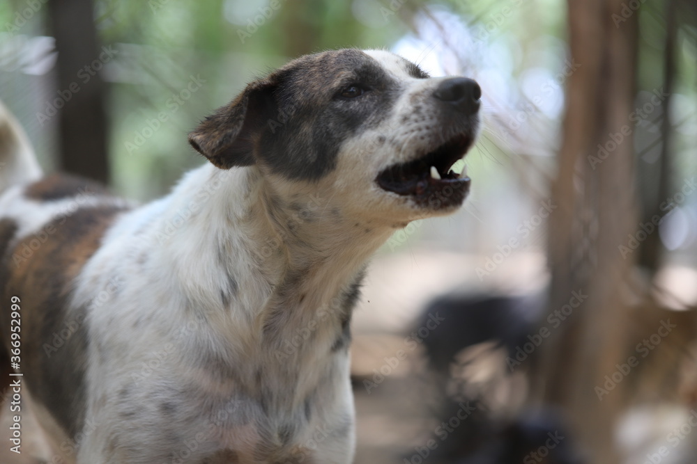 Dog shelter in Thailand, Dog Rescue Dog shelter in Thailand, Dog Rescue