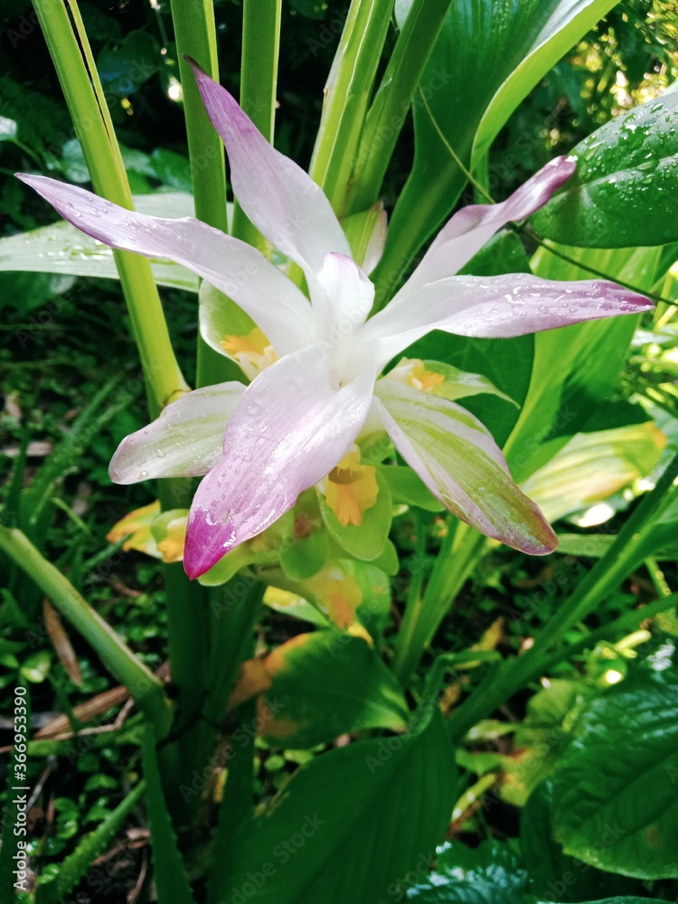 pink and yellow flower