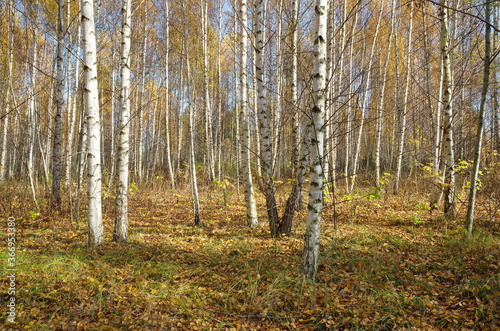 Autumn landscape with birch forest on a Sunny day