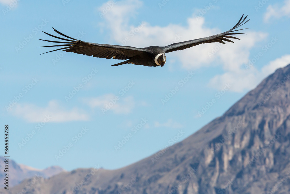 Naklejka premium Condor