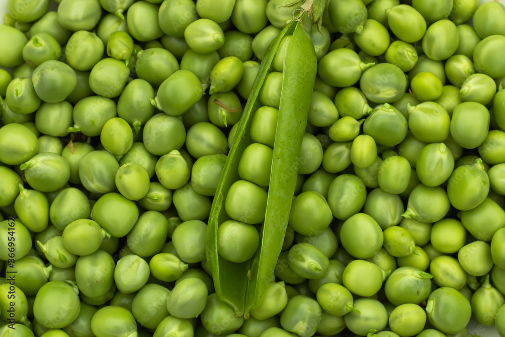 Green Peas. Green background. Green pea top view copy space. Fresh organic green peas. Vegetable harvesting.Beautiful close up of fresh peas and pea pods. Healthy vegetarian food Green Peas. Green background. Green pea top view copy space. Fresh organic green peas. Vegetable harvesting.Beautiful close up of fresh peas and pea pods. Healthy vegetarian food