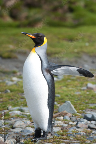 King penguin  Aptenodytes patagonicus   Fortuna Bay  South Georgia Island