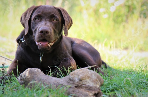 Brauner Labrador Hund liegt im Gras mit großem Knochen, Holz, Wurzel