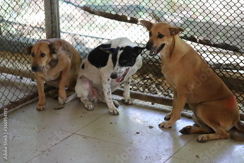 Dog shelter in Thailand, Dog Rescue