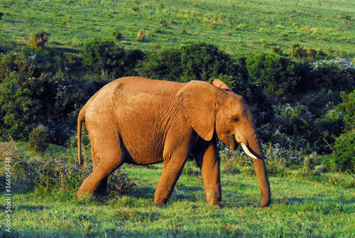Africa- Single Tusked Elephant  Red From Mud