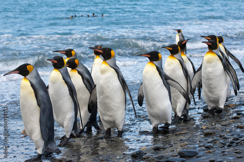 Group of King penguins  Aptenodytes patagonicus  walking on the shore  St. Andrews Bay  South Georgia Island