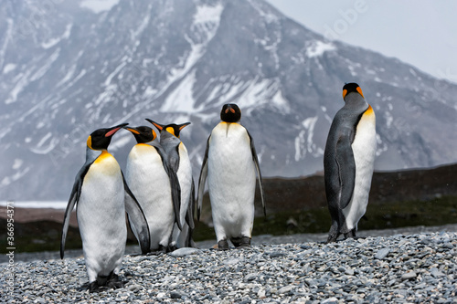 Group of King penguins  Aptenodytes patagonicus  walking on the shore  St. Andrews Bay  South Georgia Island