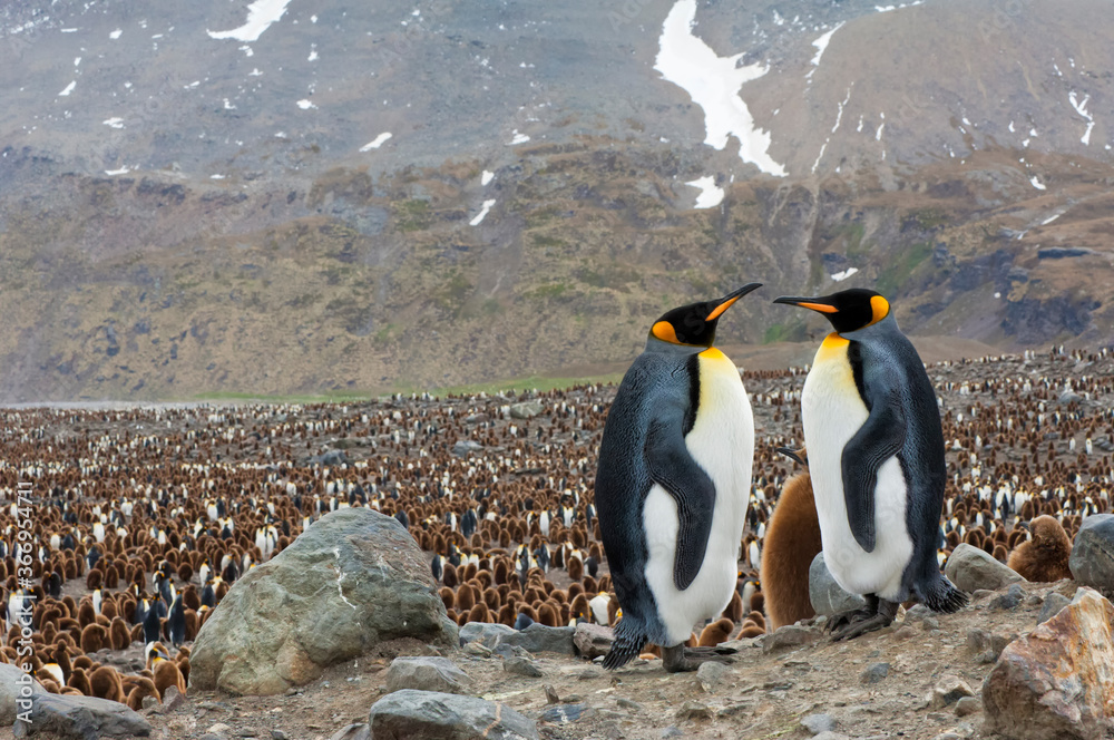 Obraz premium King penguins (Aptenodytes patagonicus) and chick overlooking the colony, St. Andrews Bay, South Georgia Island
