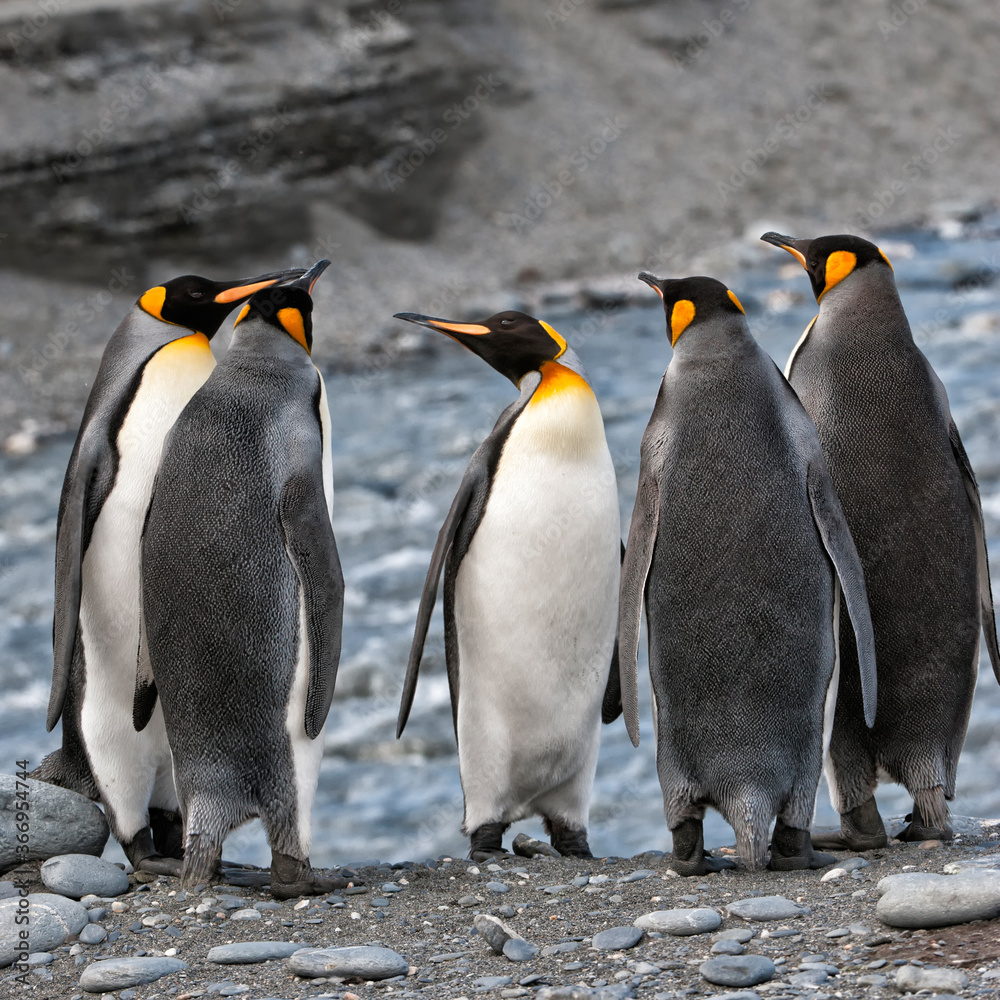 Fototapeta premium Group of King penguins (Aptenodytes patagonicus) standing near a river, St. Andrews Bay, South Georgia Island