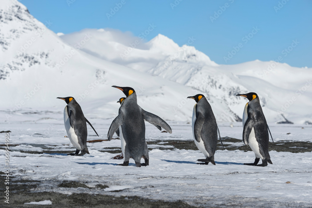 Obraz premium King Penguins (Aptenodytes patagonicus) walking on snow covered Salisbury Plain, South Georgia Island, Antarctic