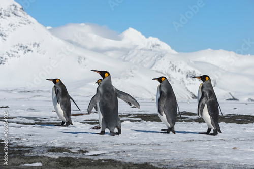 King Penguins  Aptenodytes patagonicus  walking on snow covered Salisbury Plain  South Georgia Island  Antarctic